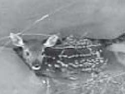 fawn healing