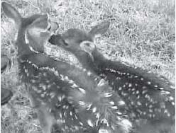 fawns