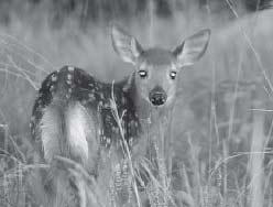 fawn watching