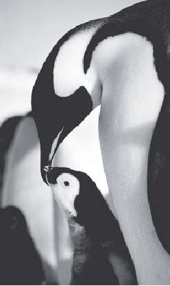 penguins